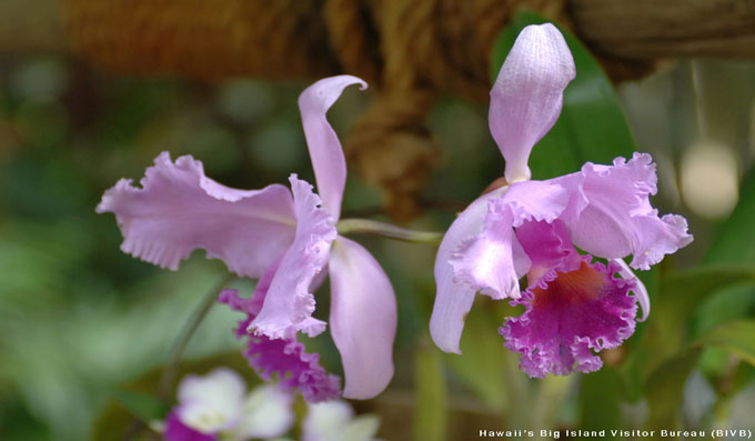 Hilo Orchids